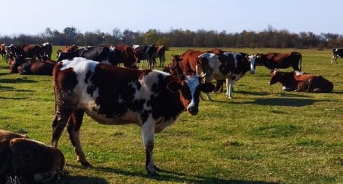 Жители села в Кабардино-Балкарии попросили вернуть им пастбище