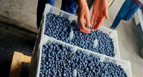 Аграрии в Кабардино-Балкарии пожаловались на препоны в получении субсидий