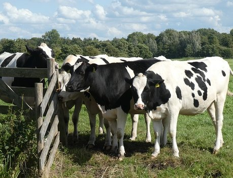 Фермеры в Кабардино-Балкарии раскритиковали условия господдержки