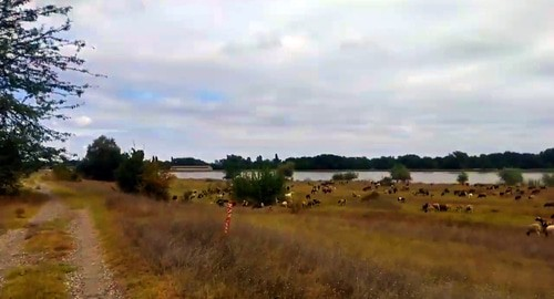 Жители станицы в Кабардино-Балкарии потребовали вернуть им пастбища