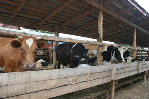 Скот разводят одни — субсидии получают другие